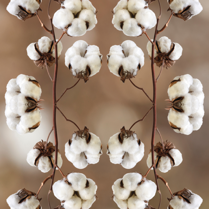 SECRETS DE COTON