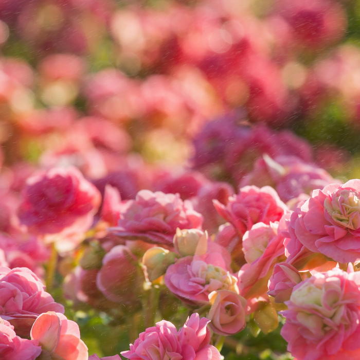 ESCALE FLORALE